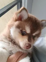 Scarlett , a female Pomsky for sale in Fort Lauderdale, FL – Photo 1 of 7