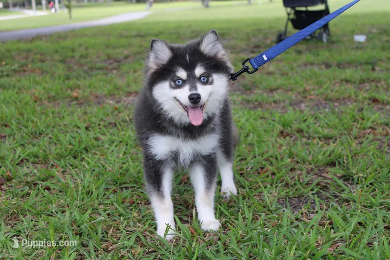 Bandit the Mini Blue – Pomsky puppy for sale in Fort Lauderdale, FL