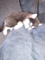 Bandit the Blue, a male Pomsky for sale in Fort Lauderdale, FL – Photo 3 of 6