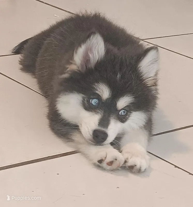 Bandit the Blue – Pomsky puppy for sale in Fort Lauderdale, FL