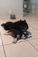 Bandit the Blue, a male Pomsky for sale in Fort Lauderdale, FL – Photo 4 of 6