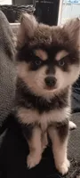 Bandit the Blue, a male Pomsky for sale in Fort Lauderdale, FL – Photo 6 of 6