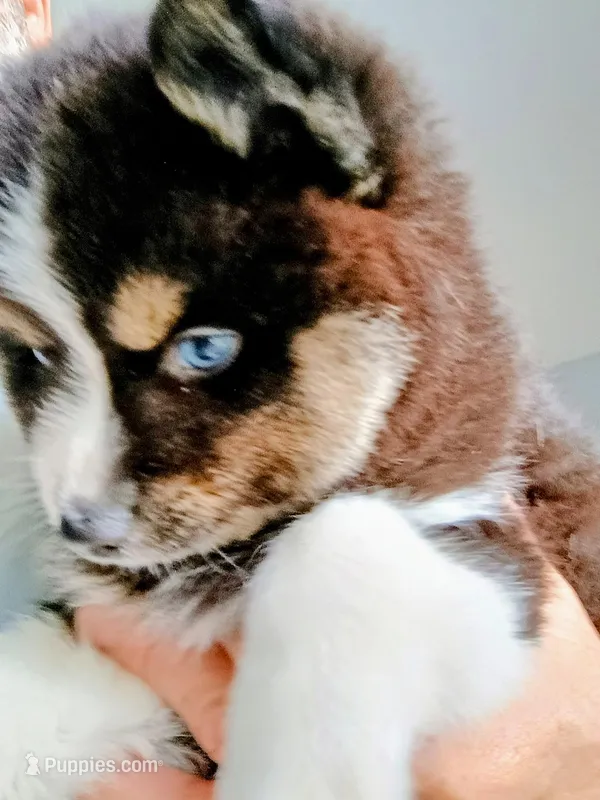 Panda – Pomsky puppy for sale in Fort Lauderdale, FL