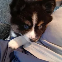 Panda the Mighty, a female Pomsky for sale in Fort Lauderdale, FL – Photo 7 of 8