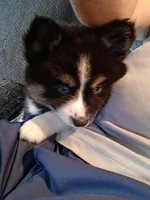 Panda, a female Pomsky for sale in Fort Lauderdale, FL – Photo 4 of 5