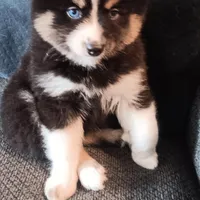 Panda the Mighty, a female Pomsky for sale in Fort Lauderdale, FL – Photo 6 of 8
