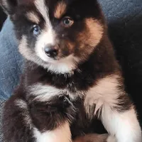 Panda the Mighty, a female Pomsky for sale in Fort Lauderdale, FL – Photo 4 of 8