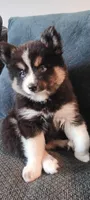 Panda, a female Pomsky for sale in Fort Lauderdale, FL – Photo 1 of 5