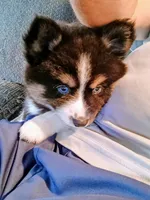 Panda the Mighty, a female Pomsky for sale in Fort Lauderdale, FL – Photo 2 of 8