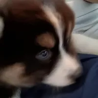 Panda the Mighty, a female Pomsky for sale in Fort Lauderdale, FL – Photo 5 of 8