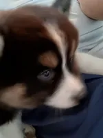 Panda, a female Pomsky for sale in Fort Lauderdale, FL – Photo 3 of 5