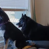 Panda the Mighty, a female Pomsky for sale in Fort Lauderdale, FL – Photo 8 of 8