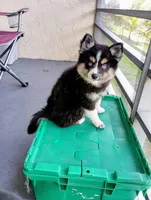 Panda the Mighty, a female Pomsky for sale in Fort Lauderdale, FL – Photo 3 of 8