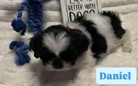 Champion, a male Shih Tzu for sale in Cordova, TN – 2 of 6