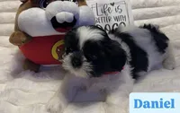 Champion, a male Shih Tzu for sale in Cordova, TN – 3 of 6