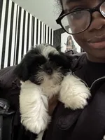 Champion, a male Shih Tzu for sale in Cordova, TN – 4 of 6