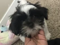 Champion, a male Shih Tzu for sale in Cordova, TN – 5 of 6