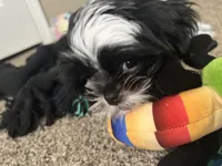 Champion, a male Shih Tzu for sale in Cordova, TN – 6 of 6