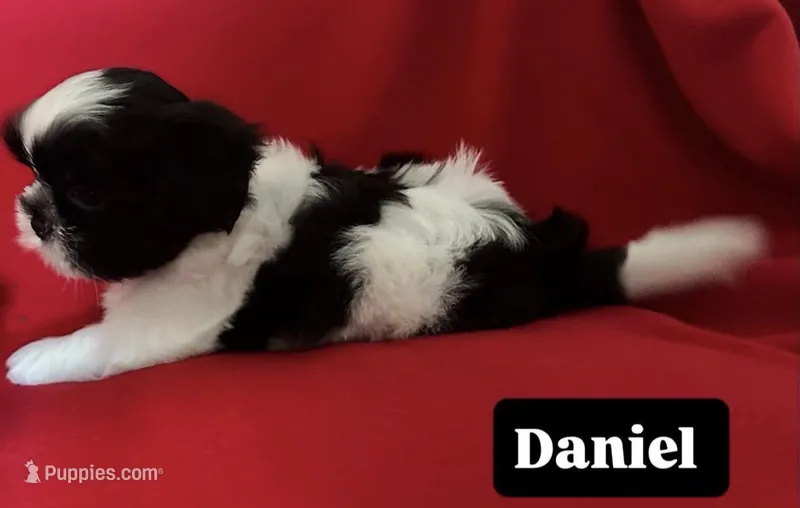 Champion – Shih Tzu puppy for sale in Cordova, TN