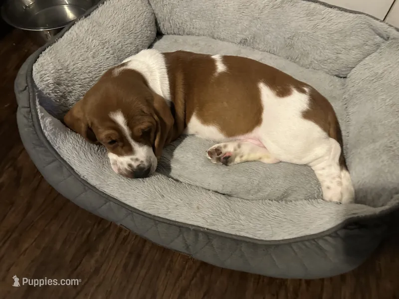 Big girl – Basset Hound puppy for sale in Leland, NC