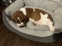 Big girl, a female Basset Hound for sale in Leland, NC – 1 of 1