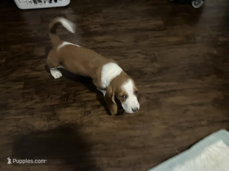 Baby girl – Basset Hound puppy for sale in Leland, NC
