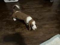 Baby girl, a female Basset Hound for sale in Leland, NC – 1 of 1