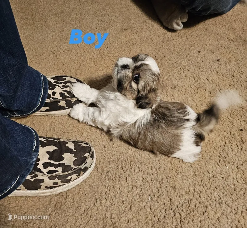 N/A – Shih Tzu puppy for sale in Huntsville, TX
