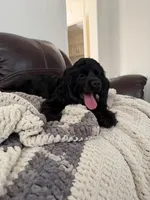 Dream, a female Cocker Spaniel for sale in Oxnard, CA – 5 of 5