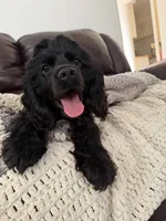 Dream, a female Cocker Spaniel for sale in Oxnard, CA – 3 of 5