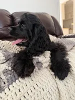 Dream, a female Cocker Spaniel for sale in Oxnard, CA – 2 of 5