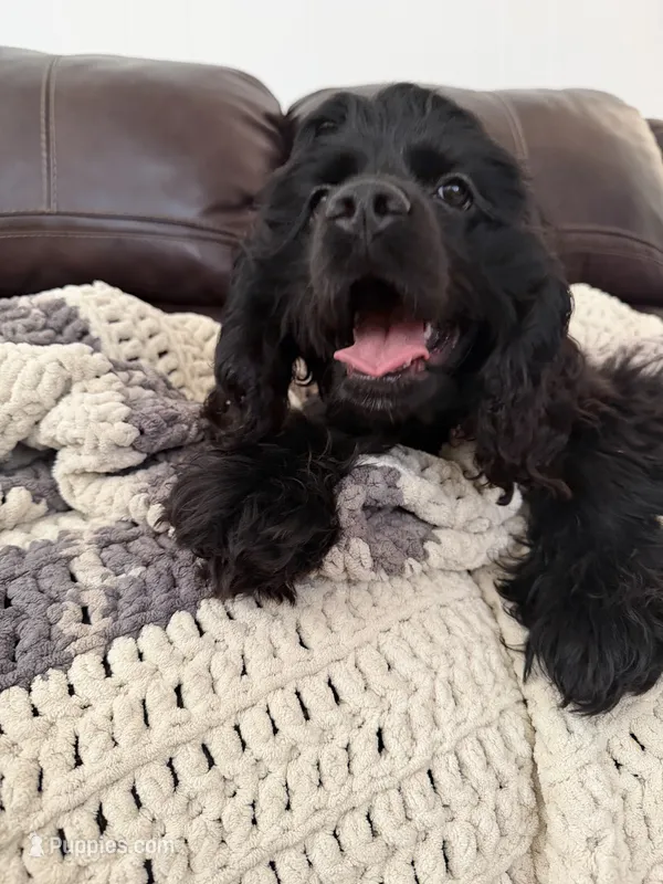 Dream – Cocker Spaniel puppy for sale in Oxnard, CA