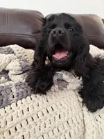 Dream, a female Cocker Spaniel for sale in Oxnard, CA – 1 of 5