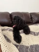 Dream, a female Cocker Spaniel for sale in Oxnard, CA – 4 of 5