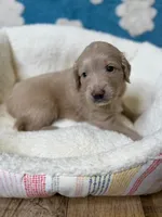 processed/71353459-c6b1-4231-b663-562456e87a6e/listing/5eee8698-a9ed-4052-a421-040c231ec66c/bd1c2b2d-debd-4db5-9c3f-de947020531d