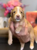 processed/71353459-c6b1-4231-b663-562456e87a6e/listing/7adeacb9-e369-4f44-bdde-253cf480b2c1/3c8c9f06-1b81-4131-9a80-6fd9d452b0cb