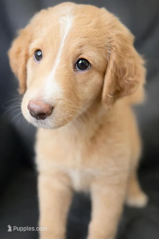 Darling – Aussiedoodle puppy for sale in Chicago, IL