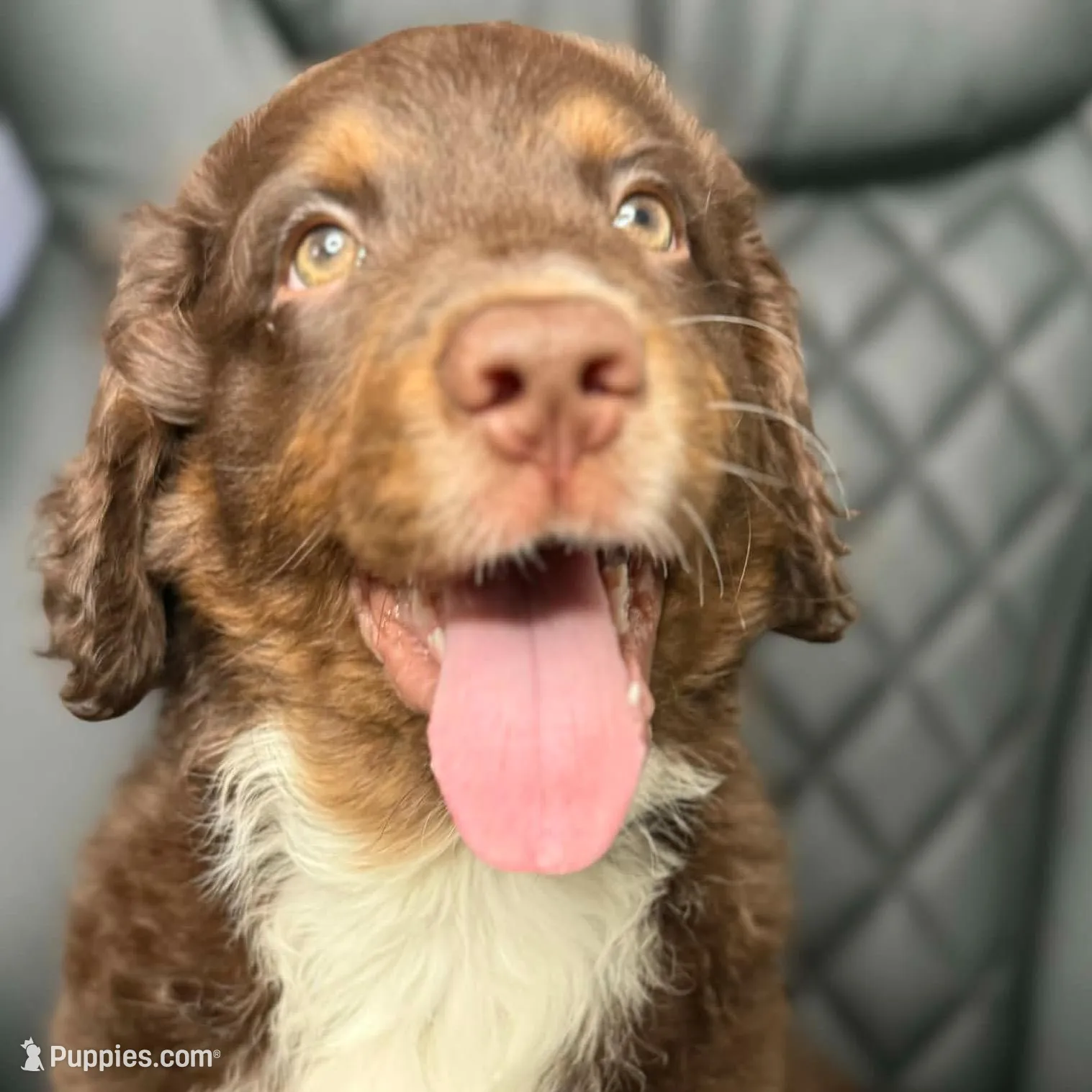 Teddy – Aussiedoodle puppy for sale in Chicago, IL