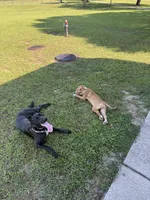 Texas , a male American Pit Bull Terrier for sale in Ocala Estates, FL – 5 of 5