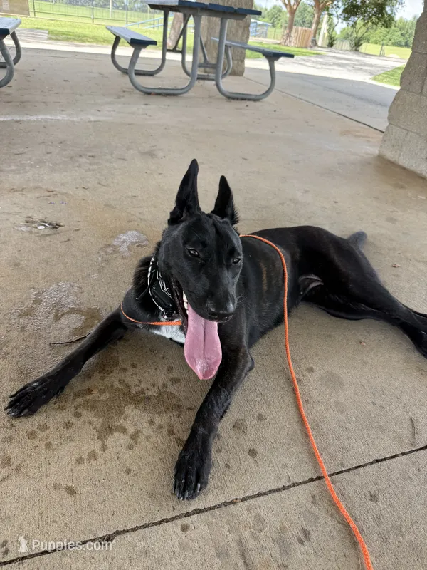 Rebekah  – Dutch Shepherd puppy for sale in Ocala Estates, FL