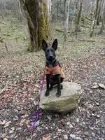Rebekah , a female Dutch Shepherd for sale in Loxahatchee Groves, FL – Photo 5 of 5
