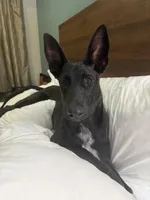 Rebekah , a female Dutch Shepherd for sale in Loxahatchee Groves, FL – Photo 3 of 5