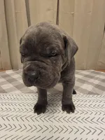 Blue collar, a male Cane Corso for sale in West Kingston, RI – Photo 2 of 3