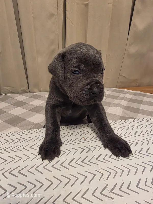 Blue collar – Cane Corso puppy for sale in West Kingston, RI