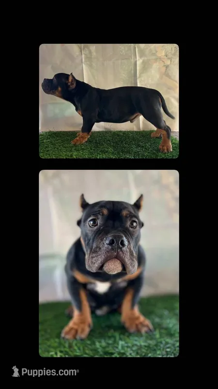 Burrito, a male American Bully for sale in Riverside, CA – Photo 1 of 1