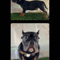 Burrito, a male American Bully for sale in Riverside, CA – Photo 1 of 3