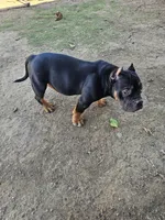 Burrito, a male American Bully for sale in Riverside, CA – Photo 3 of 3