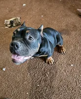 Burrito, a male American Bully for sale in Riverside, CA – Photo 2 of 3