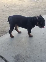 Butters, a male American Bully for sale in Riverside, CA – Photo 3 of 3