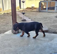 Butters, a male American Bully for sale in Riverside, CA – Photo 2 of 3